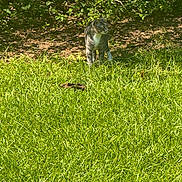 Sir Whiskers Finny joined the competition — help win amazing prizes! cat, tabby_cat, grass, greenery, outdoor, nature, sunlight, leafy_background, animal, pet, curious, alert, standing, daylight, shadows, mammal, fur, whiskers, ground, plant_life