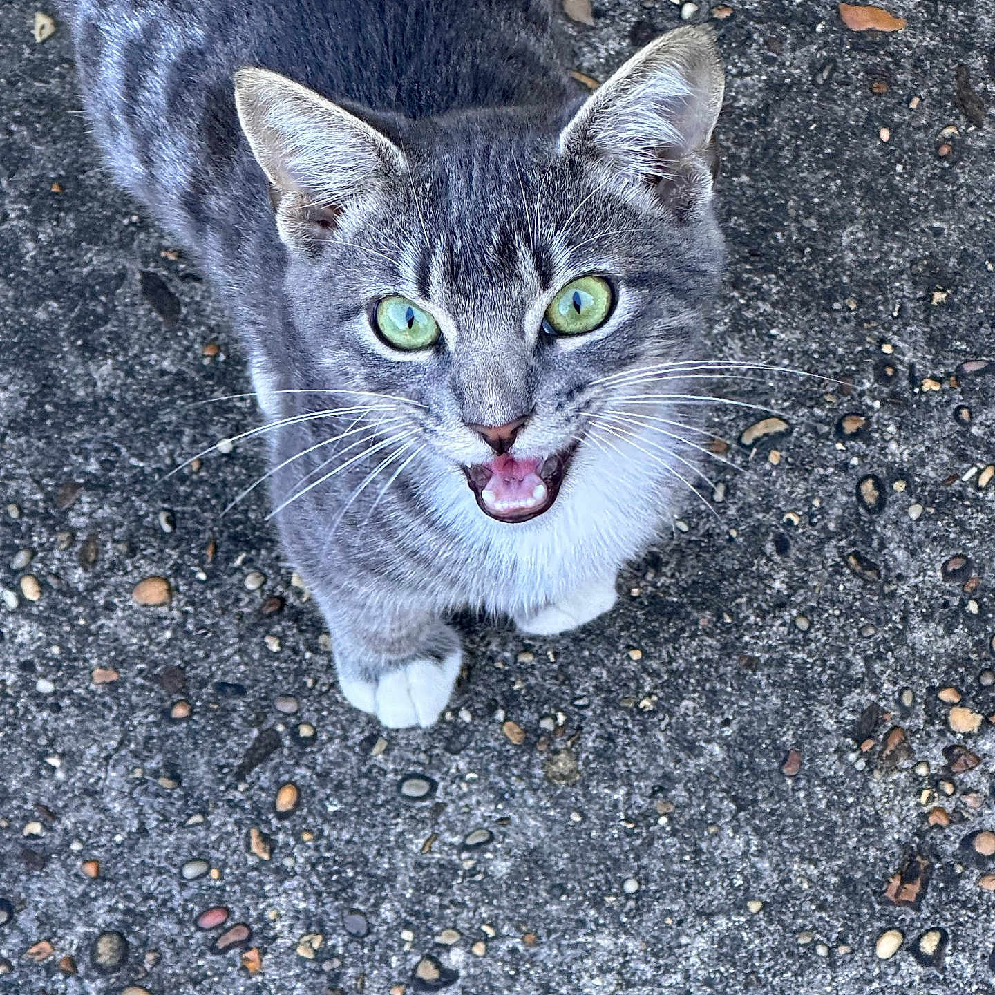 Sir Whiskers Finny