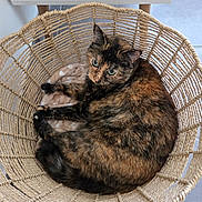 Shadow participe au concours pour gagner de l'argent avec cette photo : cat, tortoiseshell, basket, pet, animal, fur, green_eyes, cozy, resting, indoor, woven, home, cute, curious, feline, relaxed, floor, blanket, pattern, natural_light