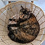 cat, tortoiseshell, basket, pet, animal, fur, green_eyes, cozy, resting, indoor, woven, home, cute, curious, feline, relaxed, floor, blanket, pattern, natural_light
