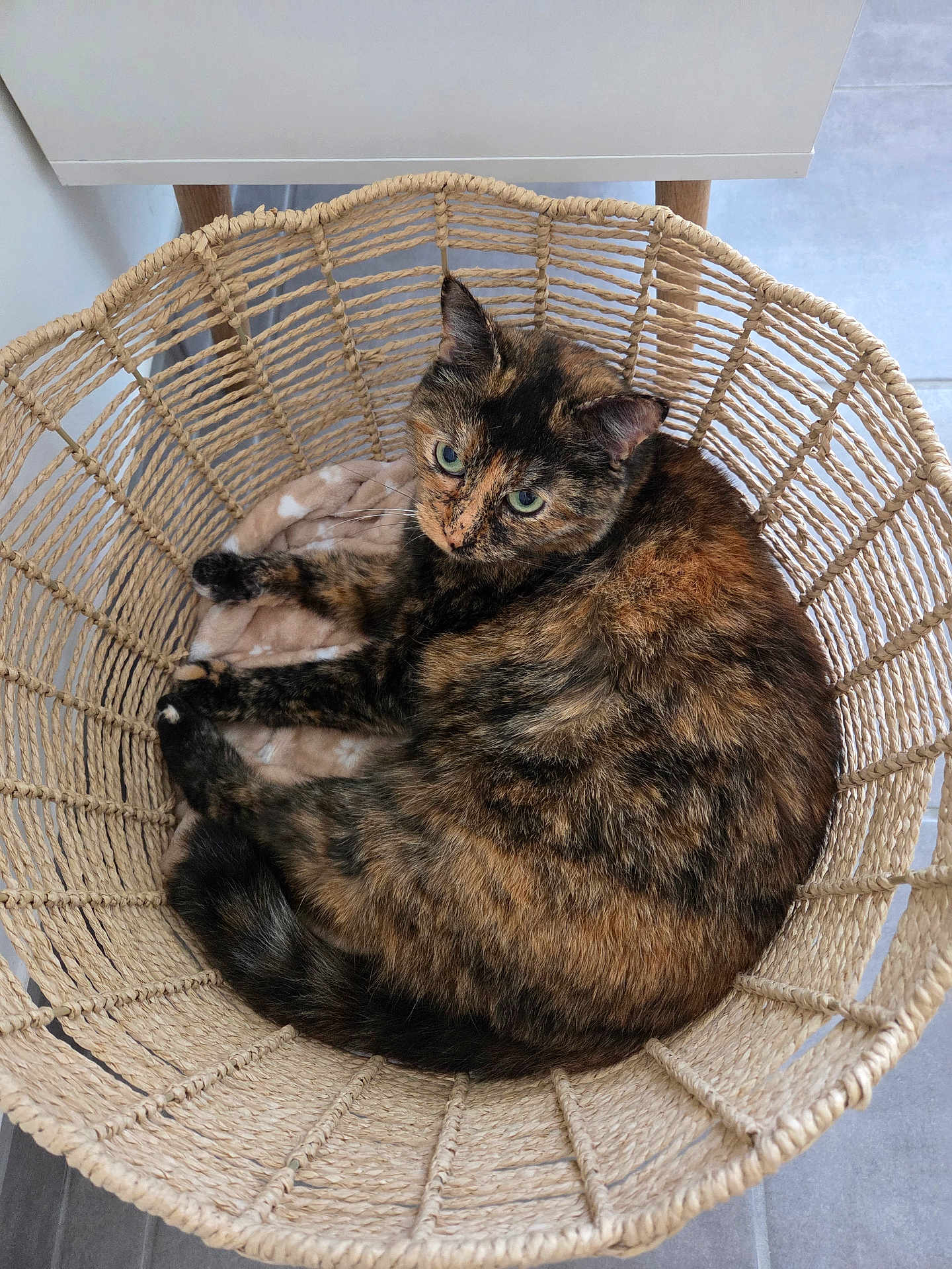 Shadow participe au concours pour gagner de l'argent avec cette photo : cat, tortoiseshell, basket, pet, animal, fur, green_eyes, cozy, resting, indoor, woven, home, cute, curious, feline, relaxed, floor, blanket, pattern, natural_light