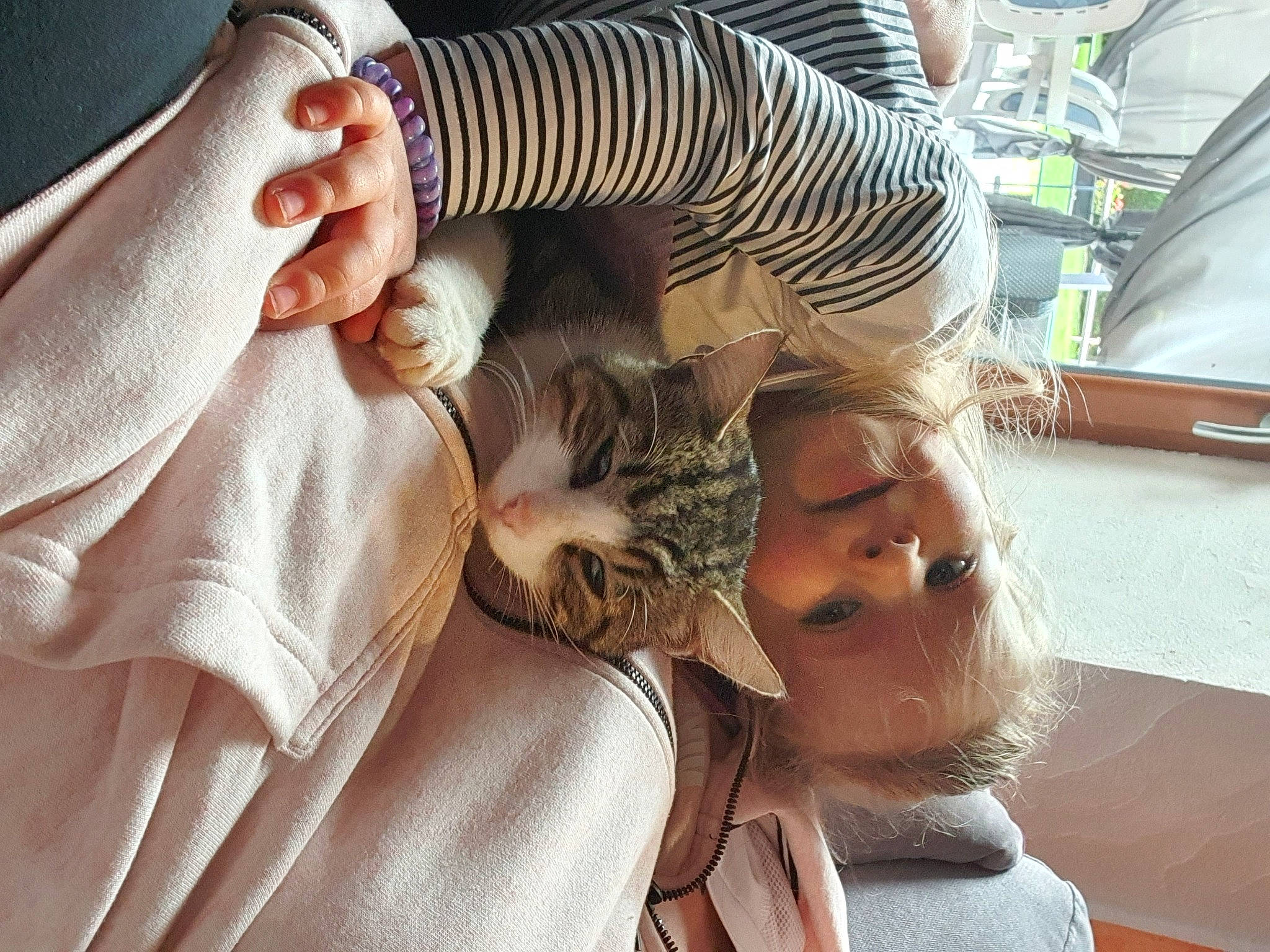 Bella a rejoint le concours — aidez-le/la à gagner de superbes lots ! birth, carnivore, cat, child, ear, felidae, kitten, person, small_to_medium_sized_cats, tabby_cat, whiskers