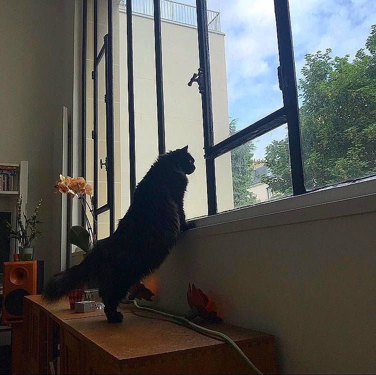 Havane participe au concours pour gagner de l'argent avec cette photo : bird, cat, daylighting, door, felidae, home, house, interior_design, room, small_to_medium_sized_cats, sunlight, tail, window, wood