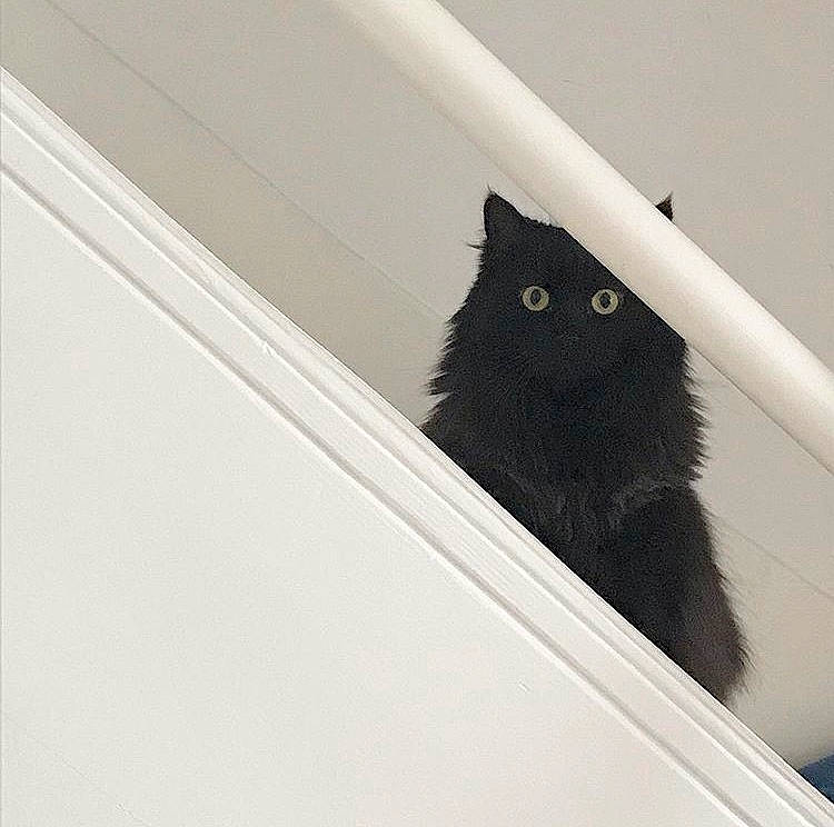 Havane participe au concours pour gagner de l'argent avec cette photo : black_and_white, black_cat, carnivore, cat, domestic_short_haired_cat, eye, felidae, fur, small_to_medium_sized_cats, stairs, tail, whiskers, window