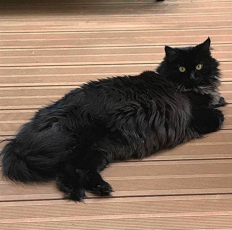Havane participe au concours pour gagner de l'argent avec cette photo : asian_semi_longhair, black, black_cat, british_longhair, british_semi_longhair, carnivore, cat, cymric, domestic_long_haired_cat, felidae, fur, kitten, maine_coon, mammal, norwegian_forest_cat, ragamuffin, small_to_medium_sized_cats, tail, turkish_angora, whiskers