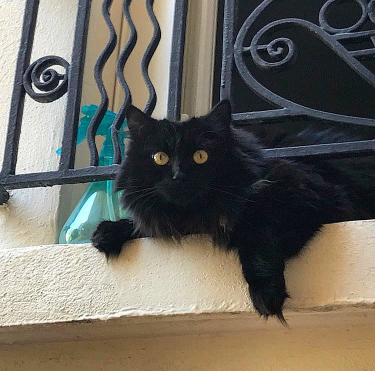 Havane participe au concours pour gagner de l'argent avec cette photo : asian, black, black_cat, bombay, carnivore, cat, domestic_long_haired_cat, domestic_short_haired_cat, felidae, fur, persian, small_to_medium_sized_cats, tail, whiskers, window