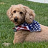 dog, canine, curly_fur, bandana, american_flag, grass, outdoor, pet, animal, fur, collar, tag, lying_down, brown_dog, summer, garden, cute, domestic_animal, friendly, portrait