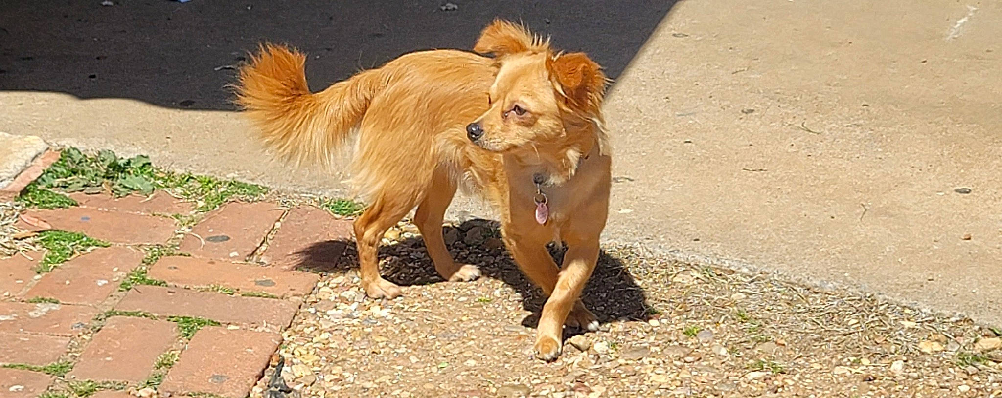 Guerõ is registered to the contest to win money with this photo: canidae, carnivore, claw, companion_dog, dog, dog_breed, fawn, fur, liver, paw, retriever, soil, sporting_group, street_dog, tail, terrestrial_animal, wildlife