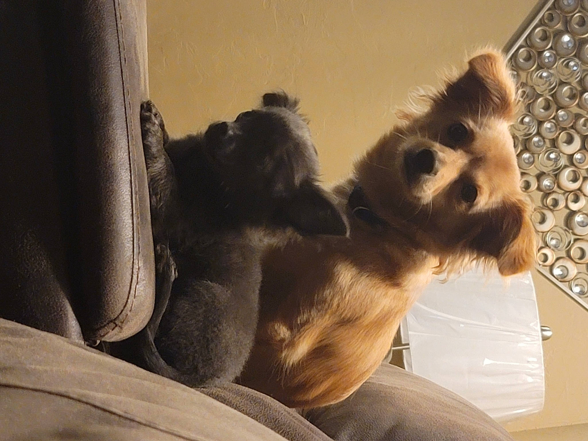 Guerõ is registered to the contest to win money with this photo: canidae, carnivore, cat, comfort, companion_dog, dog_breed, domestic_short_haired_cat, fawn, felidae, fur, paw, small_to_medium_sized_cats, snout, sporting_group, tail, tints_and_shades, whiskers, wildlife, window, wood