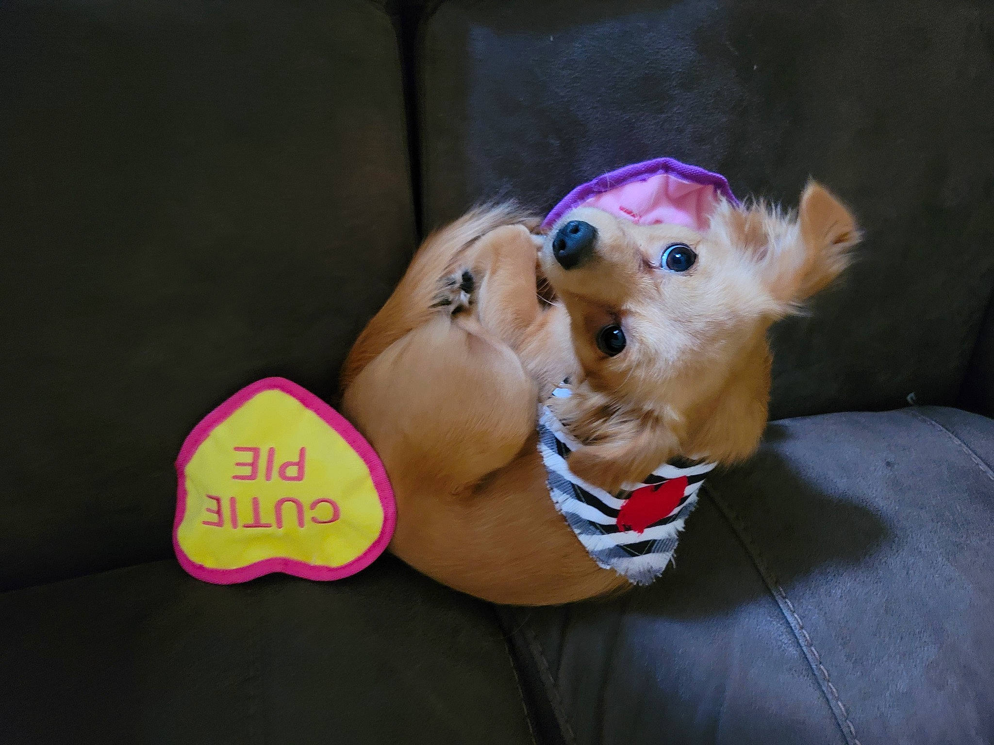 Guerõ is registered to the contest to win money with this photo: animation, art, doll, dress, eyewear, fashion_accessory, fawn, felidae, fun, gesture, glasses, happy, headgear, jewellery, stuffed_toy, sunglasses, thumb, toy, vertebrate, whiskers