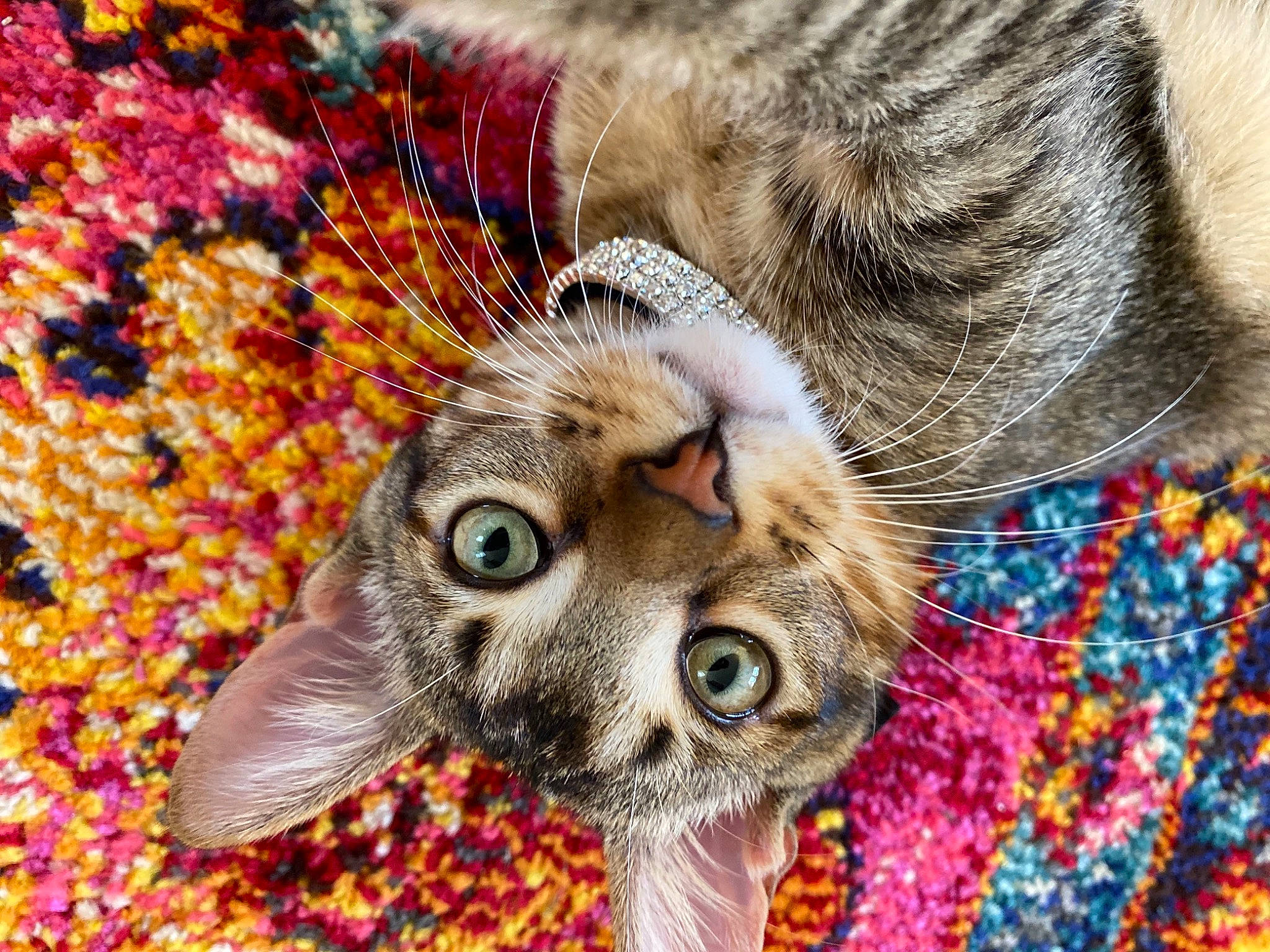 Fitz joined the competition — help win amazing prizes! carnivore, cat, close_up, collar, colorfulness, domestic_short_haired_cat, felidae, fur, iris, kitten, orange, organism, pet_supply, small_to_medium_sized_cats, snout, tabby_cat, terrestrial_animal, vertebrate, whiskers