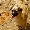 animal, canine, concrete, daylight, dog, ears, fur, ground, happy, nature, outdoor, path, pet, small_dog, standing, sunlight, tail, tongue, tongue_out, walking
