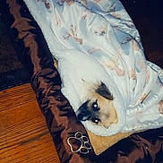 Mia is registered to the contest to win money with this photo: animal, blanket, canine, comfort, cozy, cute, dog, face, fur, home, indoor, looking_up, pet_bed, relaxed, resting, sleepy, small_dog, warm, wooden_floor, wrapped