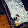 animal, blanket, canine, comfort, cozy, cute, dog, face, fur, home, indoor, looking_up, pet_bed, relaxed, resting, sleepy, small_dog, warm, wooden_floor, wrapped