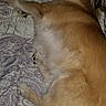 Mia joined the competition — help win amazing prizes! animal, bed, blanket, canine, comfort, cozy, cute, dog, domestic, fur, home, indoors, lying_down, mammal, pet, quiet, relaxing, resting, sleeping, soft