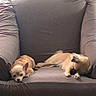 Mia joined the competition — help win amazing prizes! animal, armchair, brown_dog, comfort, companion, cozy, cute, dog, domestic_animal, furniture, household, indoor, living_room, pet, relaxing, resting, scratching, sleepy, small_dog, two_dogs