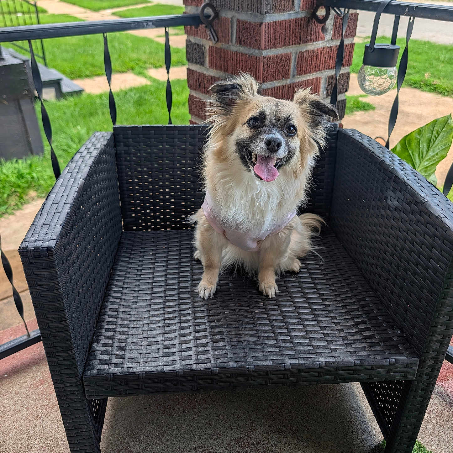 Mia is registered to the contest to win money with this photo: animal, black_chair, brick_pillar, chair, cute, daylight, dog, fence, grass, happy, outdoor, pet, porch, residential, sitting, small_dog, smiling, suburban, tongue_out, woven_chair