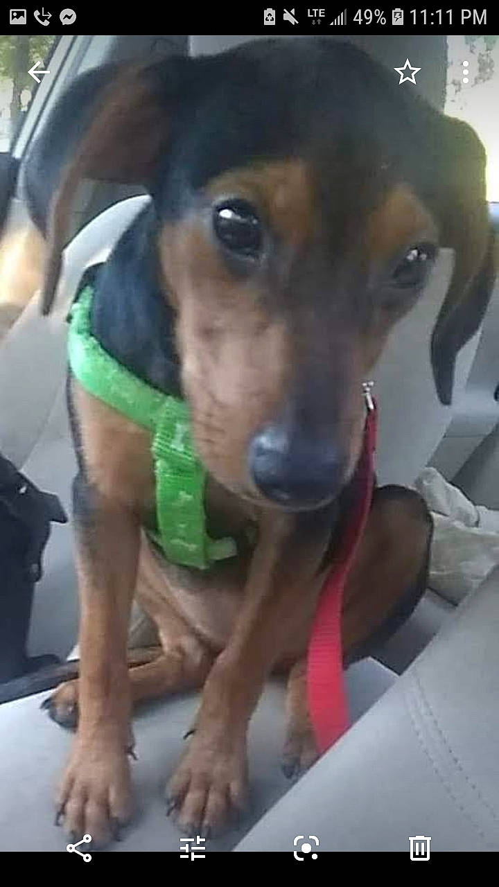 Dannica Patrick Aka Danni P. is registered to the contest to win money with this photo: canidae, carnivore, dachshund, dog, dog_breed, fawn, mammal, snout, street_dog, vertebrate, working_dog