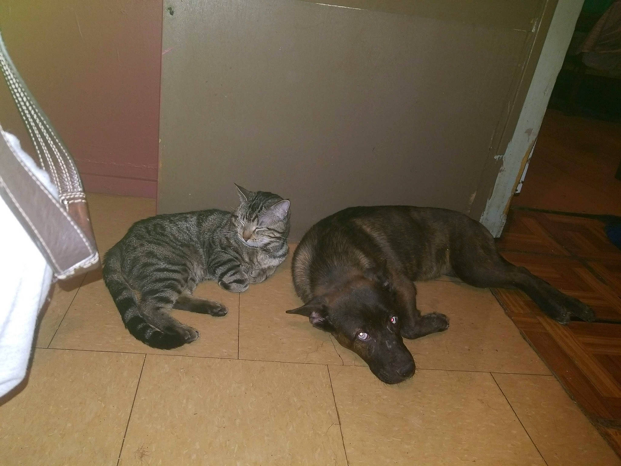 Fantasma Del Lobo-aka-lobo is registered to the contest to win money with this photo: carnivore, cat, domestic_short_haired_cat, european_shorthair, fawn, felidae, floor, mammal, ocicat, small_to_medium_sized_cats, tail, whiskers