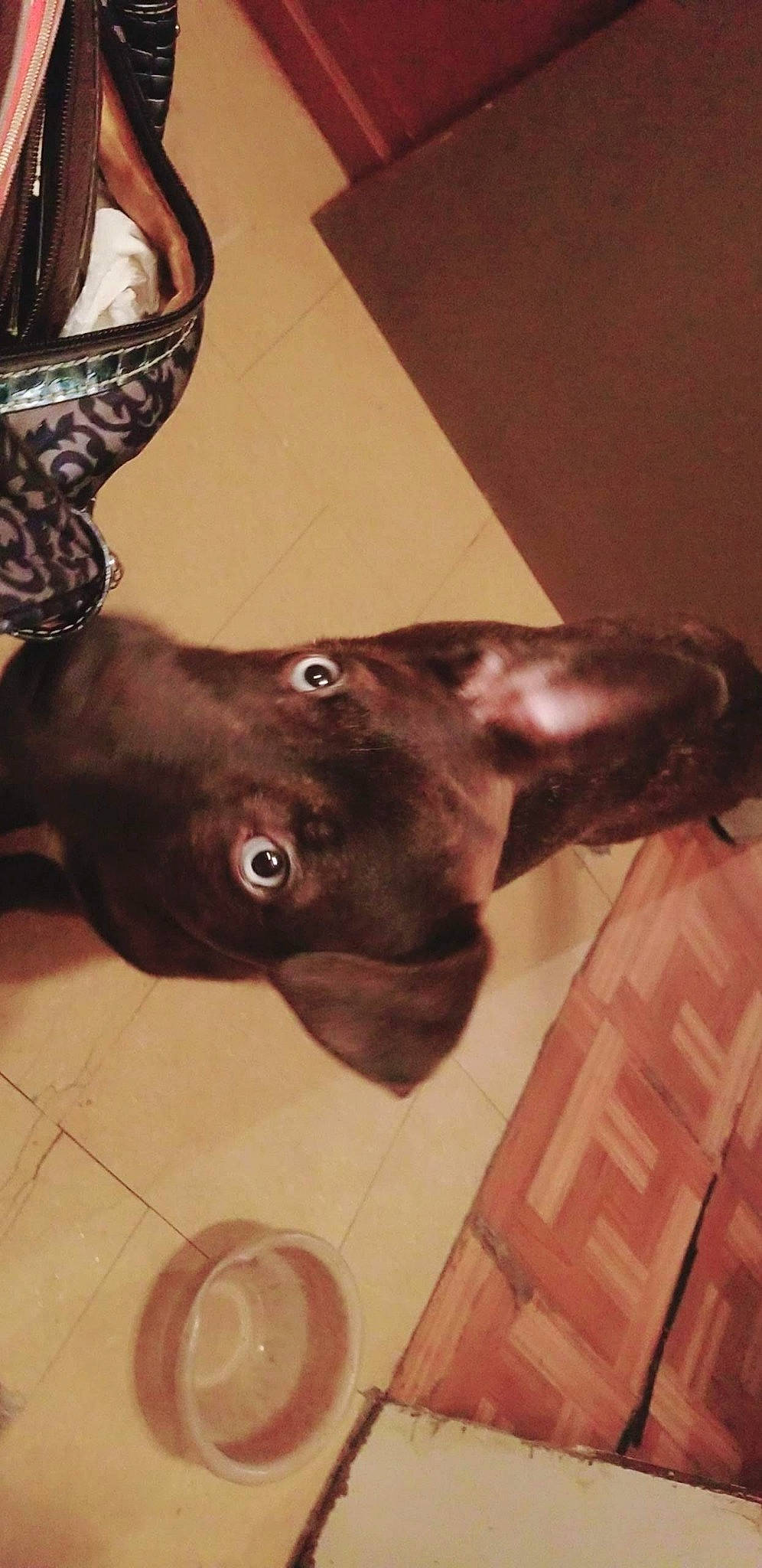 Fantasma Del Lobo-aka-lobo joined the competition — help win amazing prizes! canidae, carnivore, dog, dog_breed, fawn, labrador_retriever, liver, pointer, snout, sporting_group, weimaraner