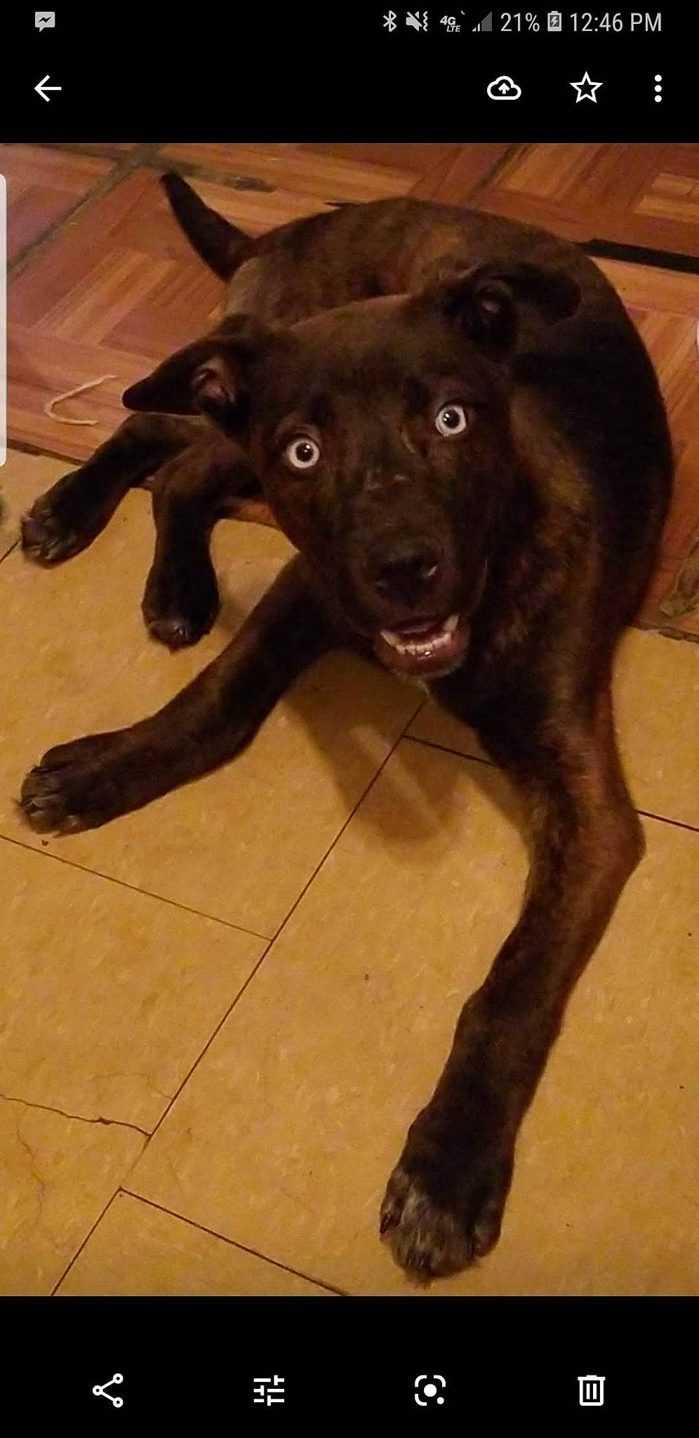 Fantasma Del Lobo-aka-lobo