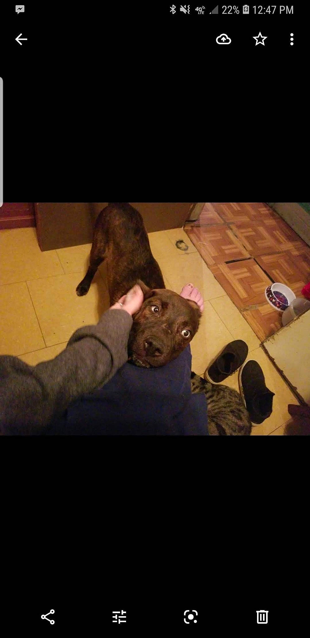 Fantasma Del Lobo-aka-lobo joined the competition — help win amazing prizes! american_pit_bull_terrier, american_staffordshire_terrier, canidae, carnivore, dog, dog_breed, fawn, french_bulldog, guard_dog, mammal, non_sporting_group, pit_bull, puppy, sporting_group, staffordshire_bull_terrier, vertebrate