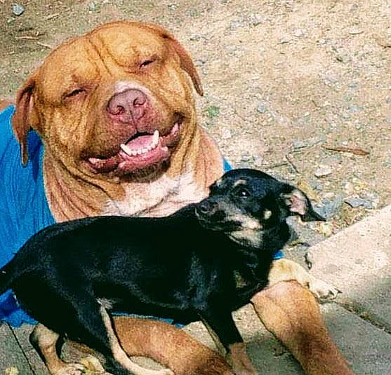 Fatman is registered to the contest to win money with this photo: american_pit_bull_terrier, ancient_dog_breeds, cane_corso, canidae, carnivore, companion_dog, dog, dog_breed, fawn, guard_dog, labrador_retriever, mammal, molosser, rare_breed_dog, rottweiler, sporting_group, vertebrate