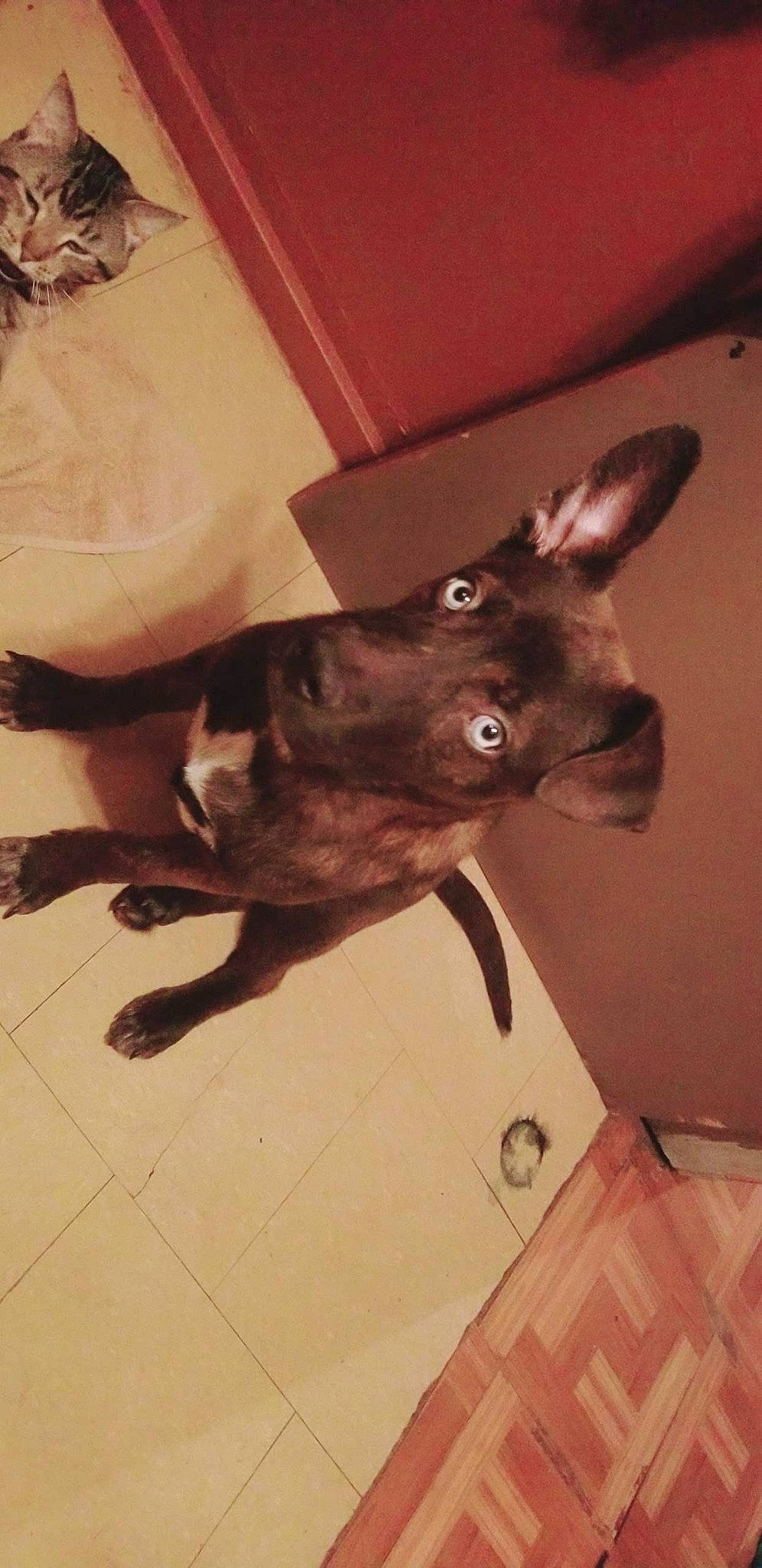 Fantasma Del Lobo.. Aka.. Lobo joined the competition — help win amazing prizes! australian_kelpie, canidae, carnivore, dog, dog_breed, ear, formosan_mountain_dog, mammal, sporting_group, vertebrate