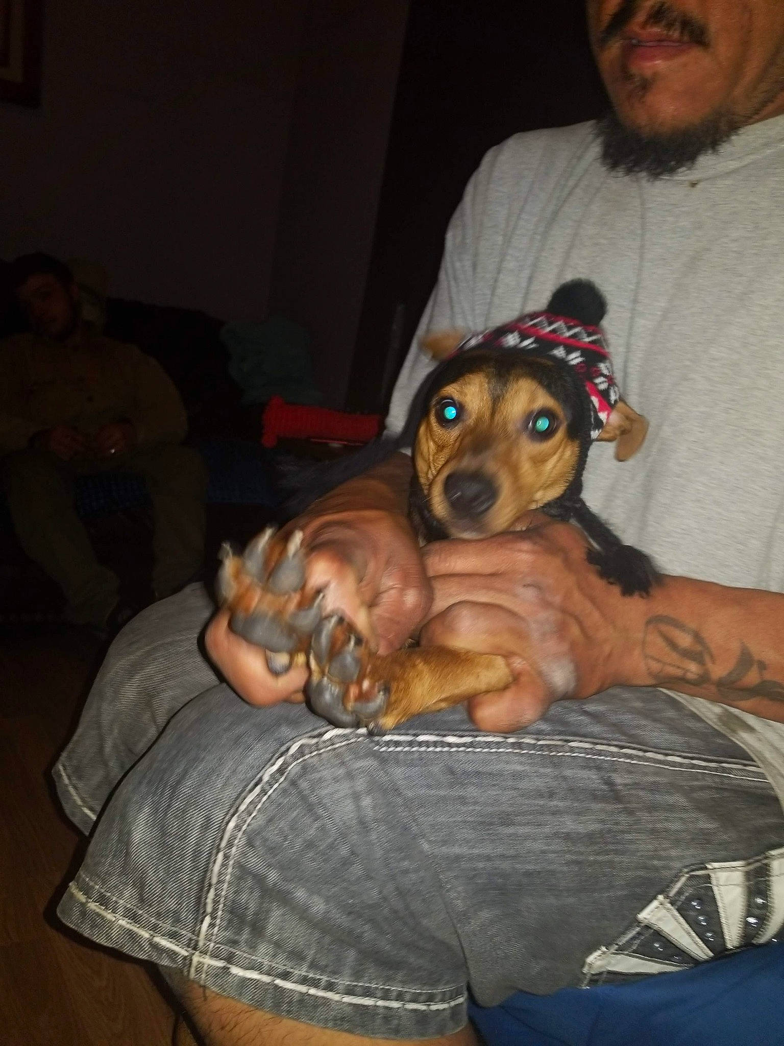Dannica Patrick Aka Danni P is registered to the contest to win money with this photo: canidae, carnivore, dachshund, dog, dog_breed, ear, fawn, german_pinscher, mammal, miniature_pinscher, pinscher, puppy, toy_dog