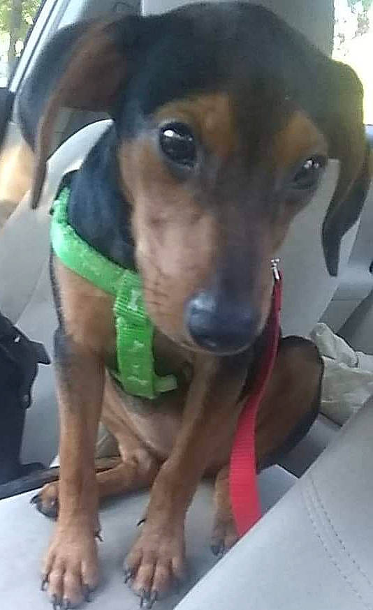 Dannica Patrick Aka Danni P is registered to the contest to win money with this photo: canidae, carnivore, dachshund, dog, dog_breed, fawn, hellenikos_ichnilatis, hunting_dog, mammal, pinscher, puppy, snout, street_dog, vertebrate, working_dog