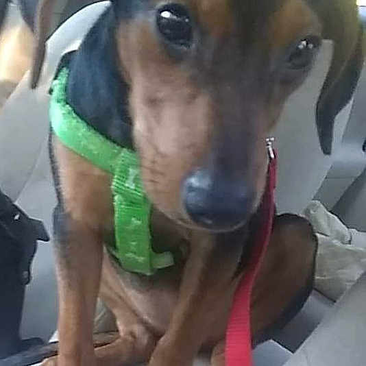 Dannica Patrick Aka Danni P