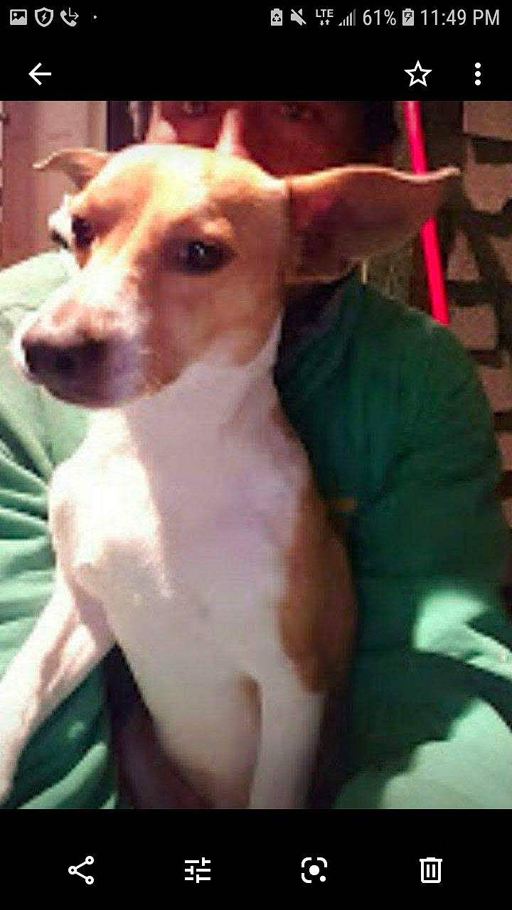 Speedy Gonzales Aka Speedy G is registered to the contest to win money with this photo: canidae, carnivore, chihuahua, companion_dog, dog, dog_breed, fawn, ibizan_hound, jack_russell_terrier, mammal, photo_caption, puppy, rat_terrier, snout, vertebrate