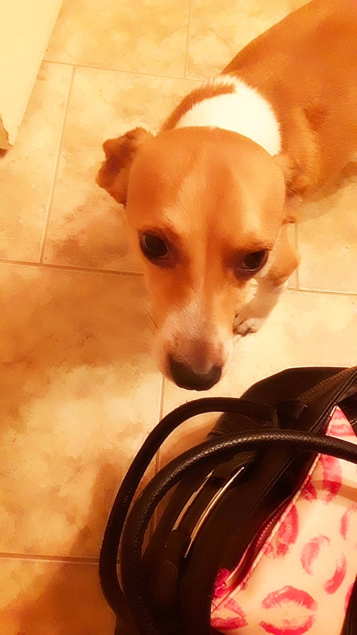 Speedy Gonzales Aka Speedy G joined the competition — help win amazing prizes! canidae, carnivore, chihuahua, companion_dog, dog, dog_breed, fawn, italian_greyhound, mammal, miniature_fox_terrier, puppy, snout, toy_dog, vertebrate