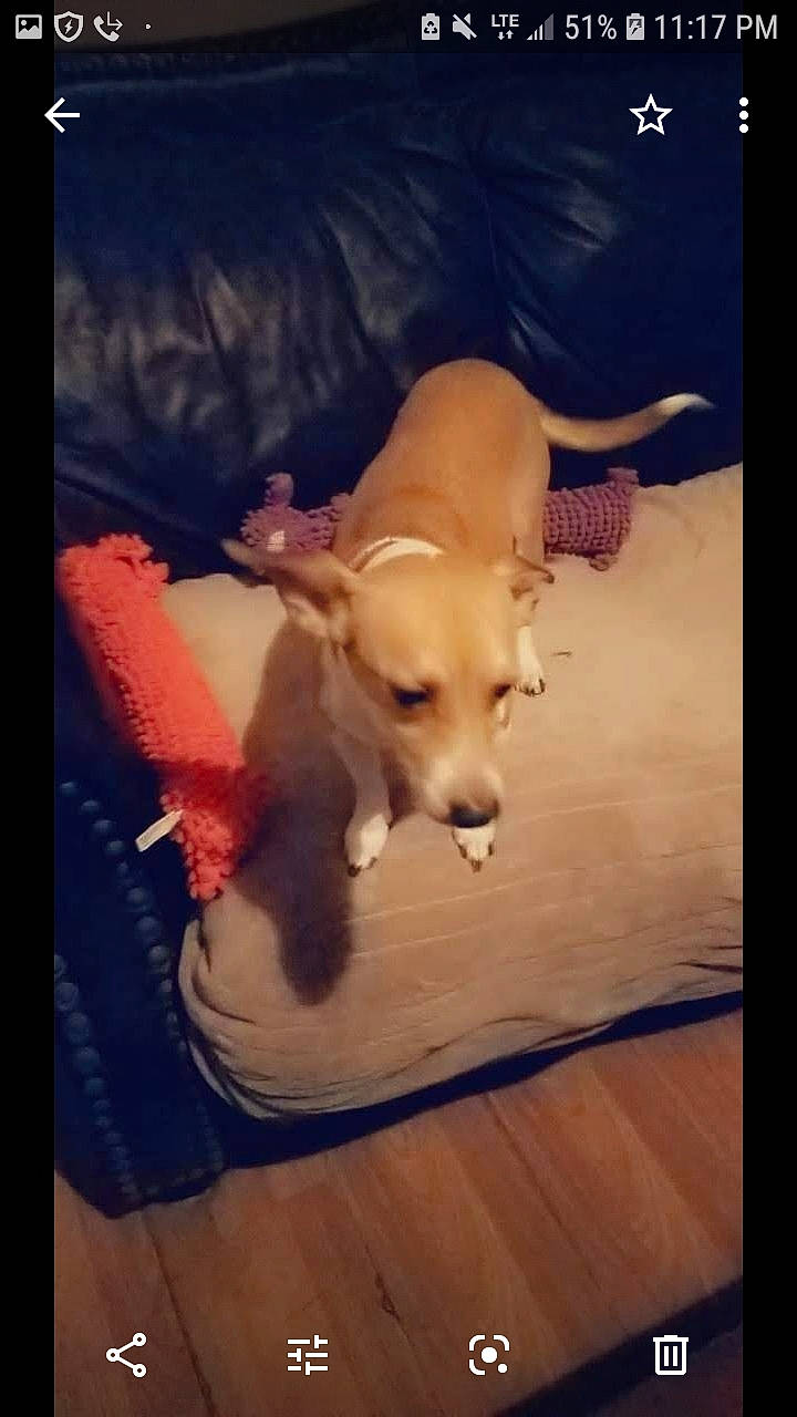 Speedy Gonzales Aka Speedy G is registered to the contest to win money with this photo: canidae, carnivore, chihuahua, companion_dog, dog, dog_breed, ear, fawn, labrador_retriever, lurcher, mammal, nose, pembroke_welsh_corgi, photo_caption, puppy, puppy_love, retriever, sporting_group