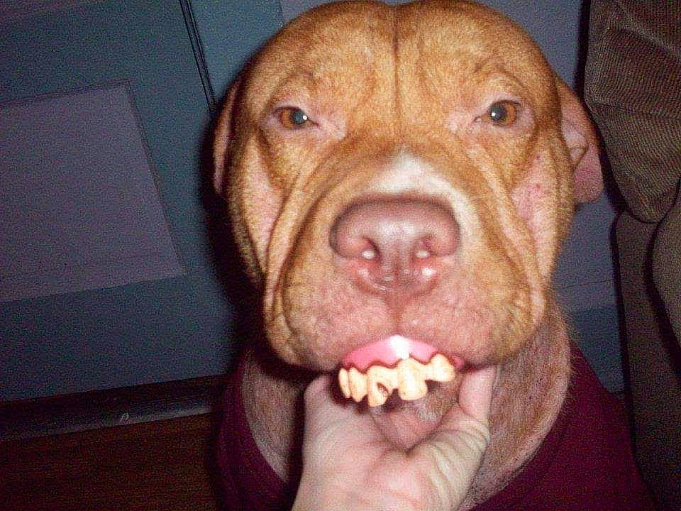 Fatman joined the competition — help win amazing prizes! american_pit_bull_terrier, bandog, beagador, canidae, carnivore, dog, dog_breed, dogue_de_bordeaux, fawn, jaw, mammal, mouth, non_sporting_group, nose, pit_bull, snout, sporting_group, vertebrate, vizsla