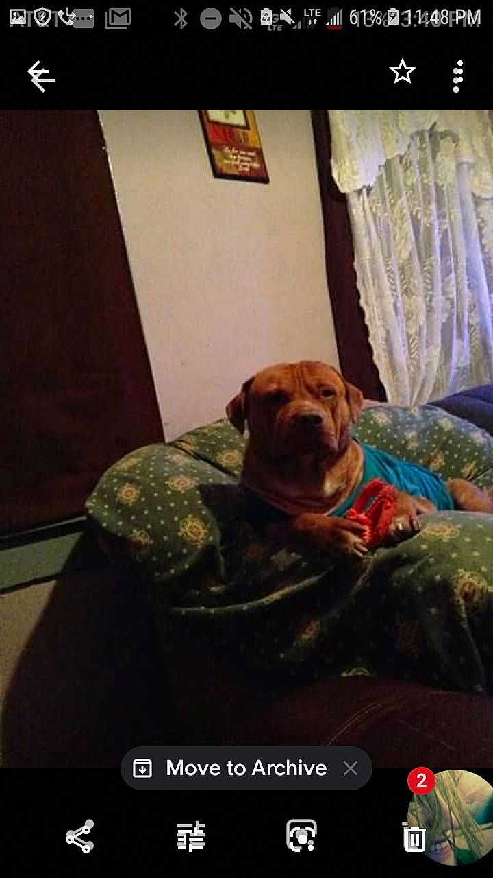 Fatman is registered to the contest to win money with this photo: canidae, carnivore, companion_dog, dog, dog_breed, fawn, molosser, non_sporting_group, shar_pei