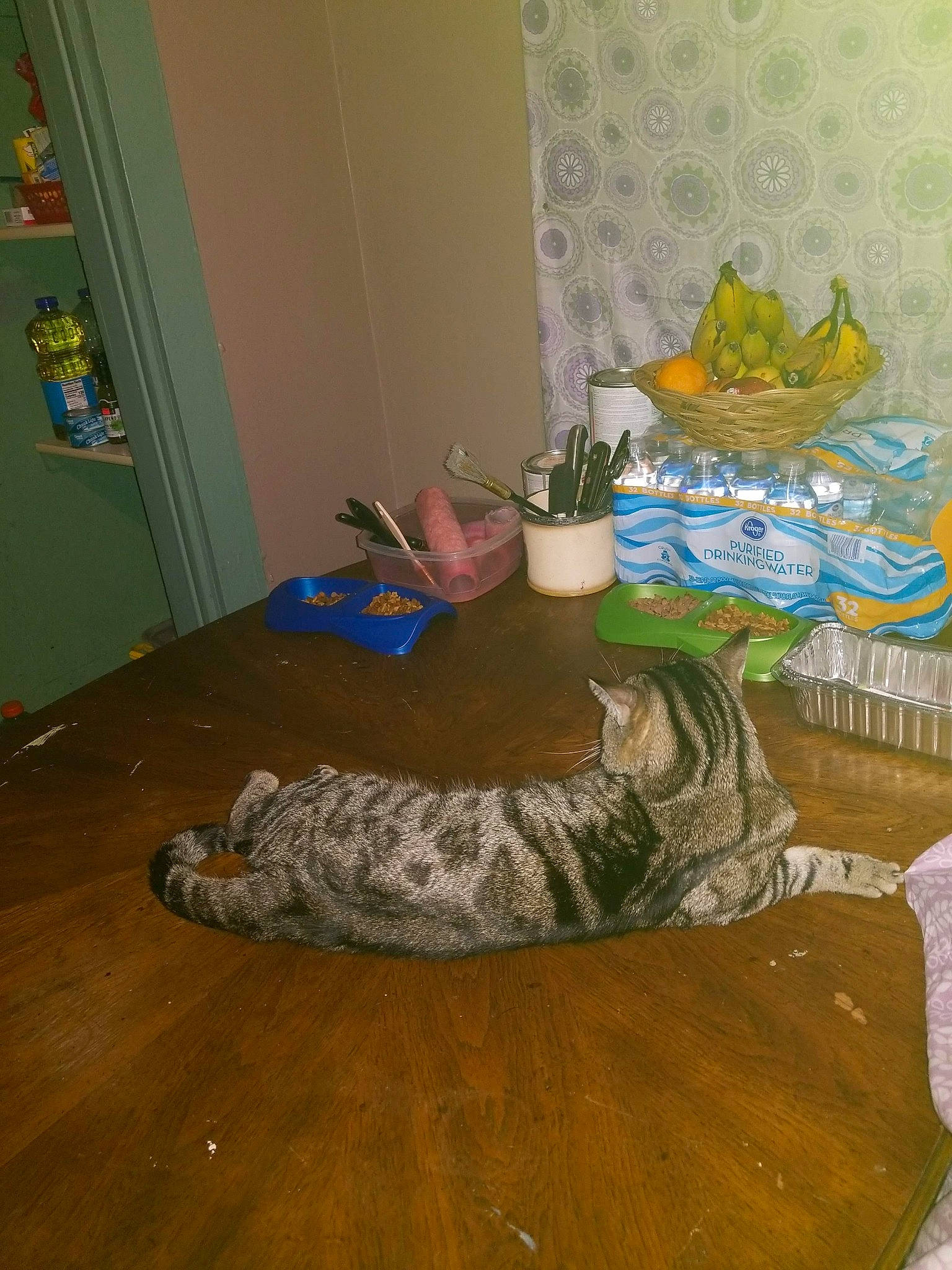 Stripes is registered to the contest to win money with this photo: cat, felidae, floor, flooring, room, small_to_medium_sized_cats, tail