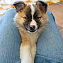 puppy, dog, pet, fluffy, cute, lap, jeans, indoor, cozy, paw, furry, young_dog, animal, portrait, friendly, brown, white, black, relaxed, companion