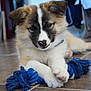 Dinah participe au concours pour gagner de l'argent avec cette photo : puppy, dog, toy, rope_toy, floor, tile, indoor, pet, animal, cute, fur, white, brown, black, paw, lying_down, playful, close_up, young, collar