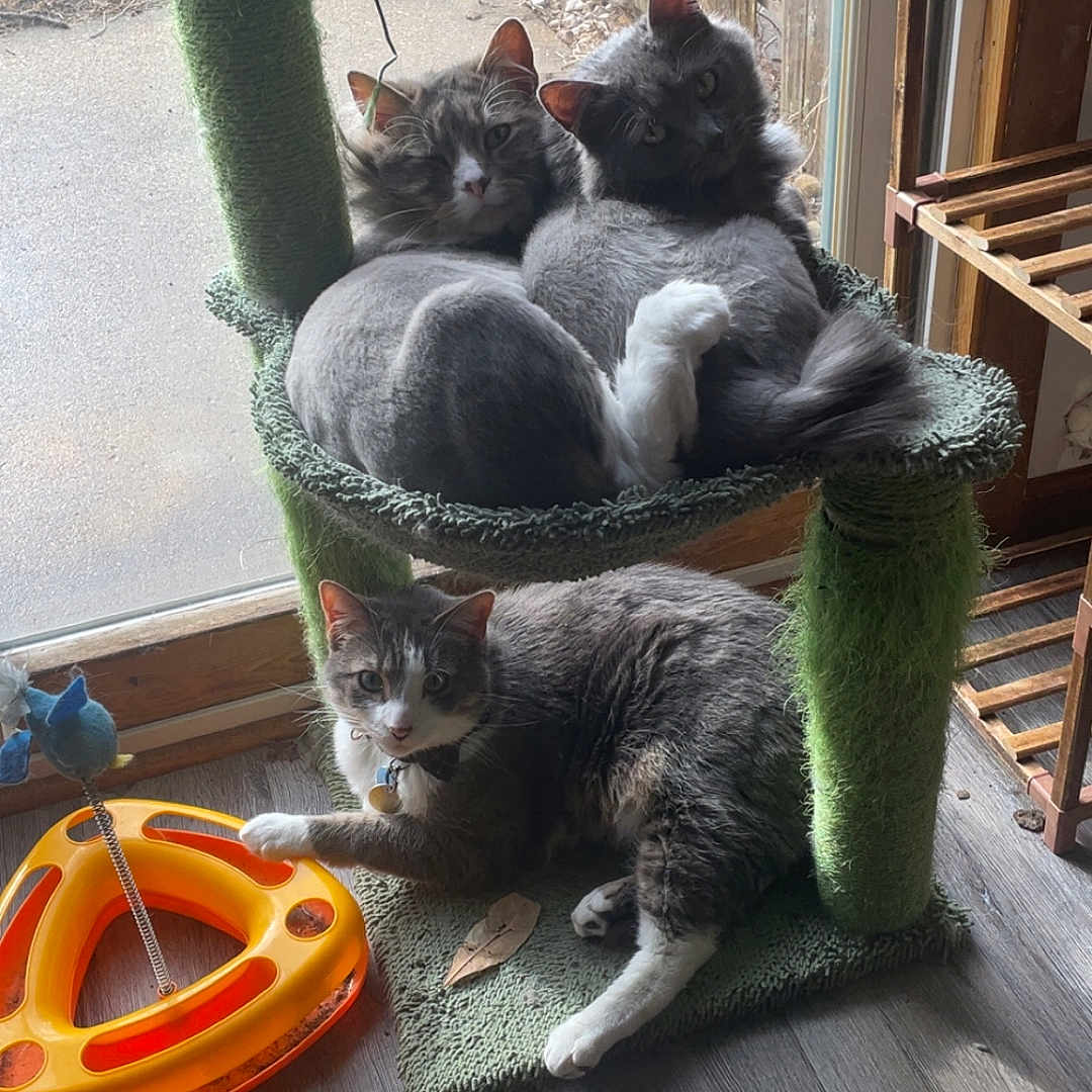 Brothers joined the competition — help win amazing prizes! abyssinian, animal, architecture, bird, building, cat, chair, furniture, house, housing, kitten, machine, manx, pet, plant, porch, pottedplant, spoke, toy, wood