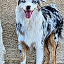 Zeus is registered to the contest to win money with this photo: dog, australian_shepherd, blue_eyes, happy, tongue_out, standing, fur, outdoor, pet, canine, animal, smiling, ears, legs, paws, white_fur, black_fur, brown_fur, texture, wall