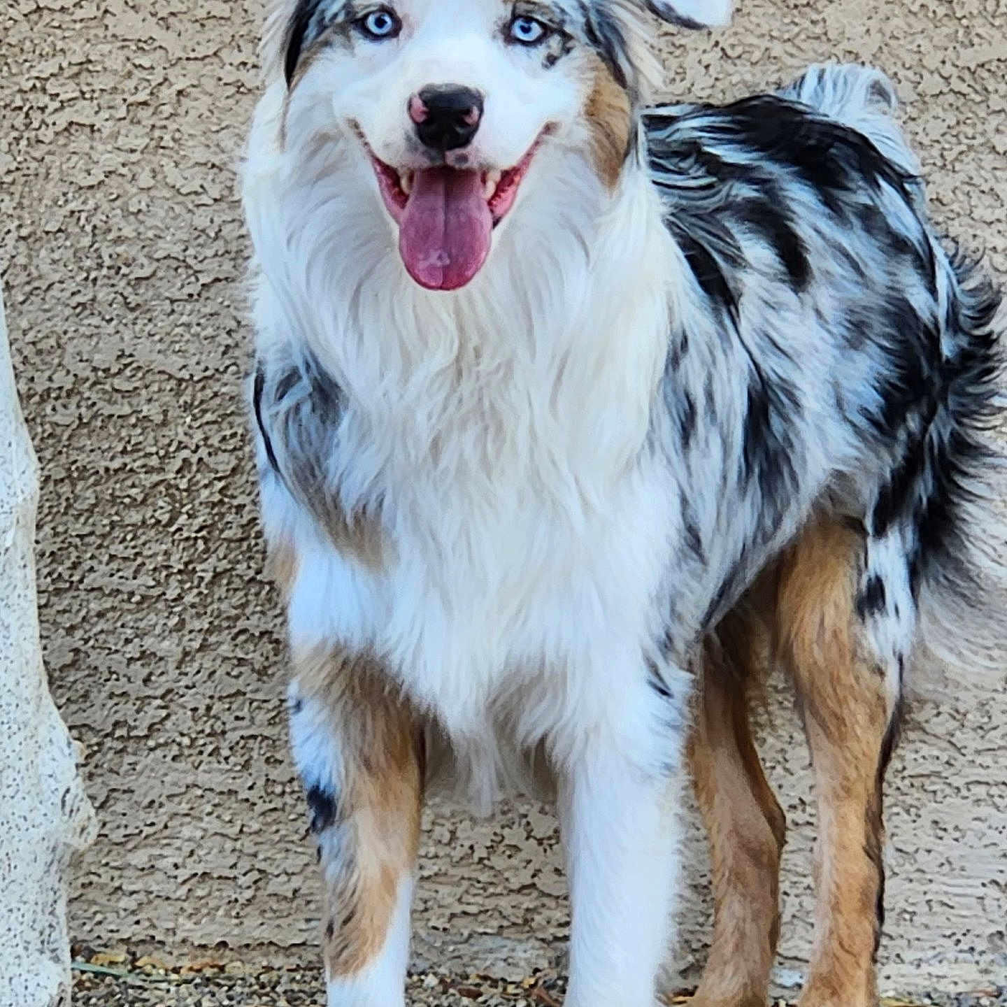 Zeus is registered to the contest to win money with this photo: animal, australian_shepherd, black_fur, blue_eyes, brown_fur, canine, dog, ears, fur, happy, legs, outdoor, paws, pet, smiling, standing, texture, tongue_out, wall, white_fur