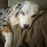 Zeus joined the competition — help win amazing prizes! dog, australian_shepherd, blue_eyes, lying_down, brown_blanket, fur, pet, domestic_animal, canine, resting, indoor, close_up, sleepy, cute, animal_portrait, fluffy, white_fur, black_fur, tan_fur, nose