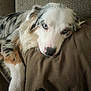 dog, australian_shepherd, blue_eyes, lying_down, brown_blanket, fur, pet, domestic_animal, canine, resting, indoor, close_up, sleepy, cute, animal_portrait, fluffy, white_fur, black_fur, tan_fur, nose