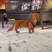 Cornelius is registered to the contest to win money with this photo: dog, dachshund, pet, harness, outdoor, patio, wicker_sofa, cushion, pillow, rug, concrete, leaf, autumn, brown_fur, tail, ears, looking_at_camera, standing, sunlight, domestic_animal