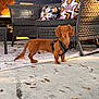 dog, dachshund, pet, harness, outdoor, patio, wicker_sofa, cushion, pillow, rug, concrete, leaf, autumn, brown_fur, tail, ears, looking_at_camera, standing, sunlight, domestic_animal