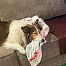 animal, blanket, canine, comfort, couch, cozy, dog, domestic, fur, furniture, home, indoor, mammal, nap, pet, quiet, relaxed, resting, sleeping, soft