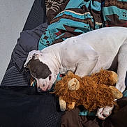 Bandit joined the competition — help win amazing prizes! animal, blanket, brown_toy, comfort, cozy, cute, dog, domestic, fur, indoor, peaceful, pet, quiet, relaxation, resting, sleeping, snuggle, soft, stuffed_toy, white_dog