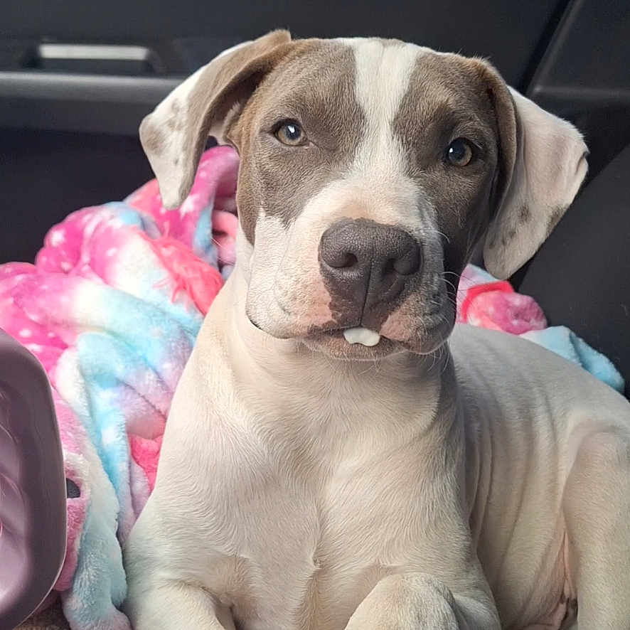 Bandit is registered to the contest to win money with this photo: animal, blanket, brown_and_white, car_interior, center_console, close_up, cute, dog, ears, eyes, fur, indoor, nose, paw, pet, puppy, resting, seat, tie_dye, young_dog