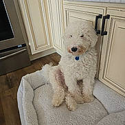 Jazz is registered to the contest to win money with this photo: dog, curly_fur, white_dog, dog_bed, indoor, kitchen, wooden_floor, cabinet, pet, collar, blue_tag, cozy, relaxed, curious, home, furniture, floor, animal, sitting, domestic